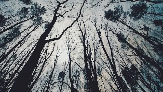 Malphas - Trenches