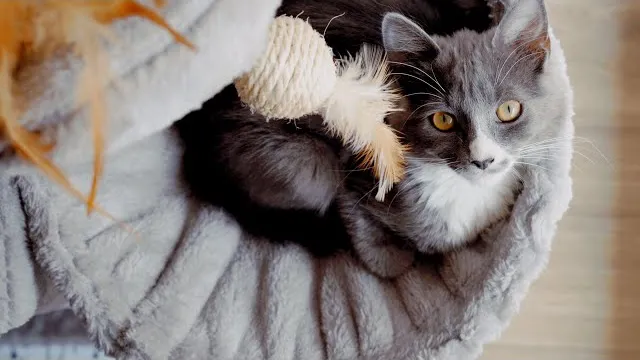 Propagandhi - Cat Guy